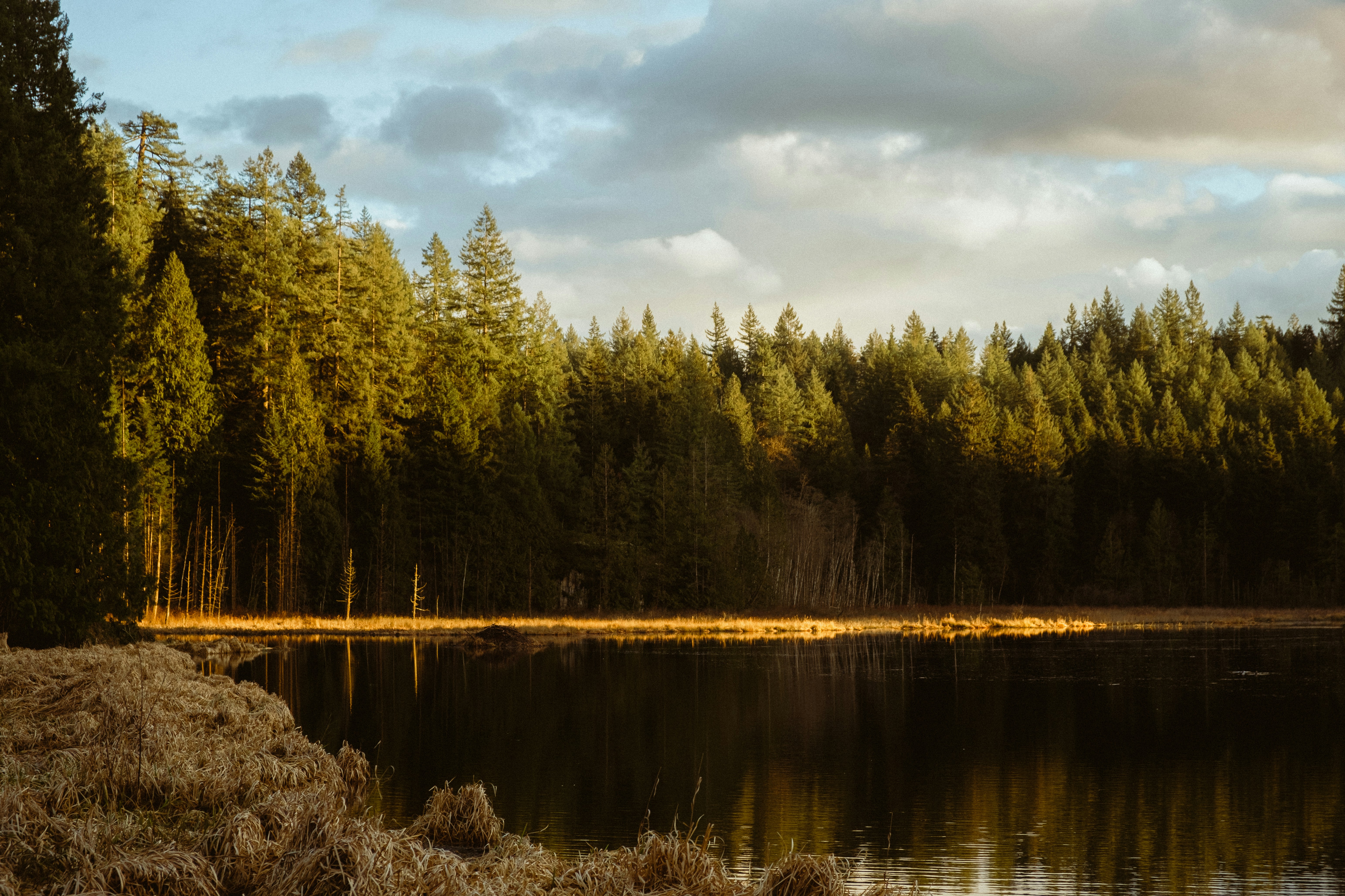 a body of water surrounded by a forest