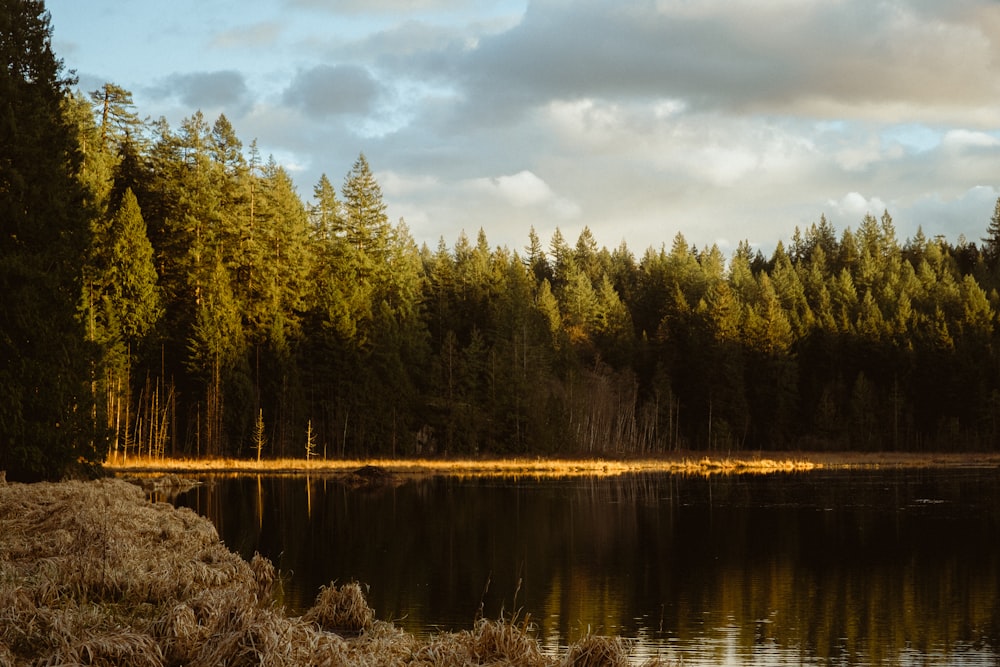 a body of water surrounded by a forest