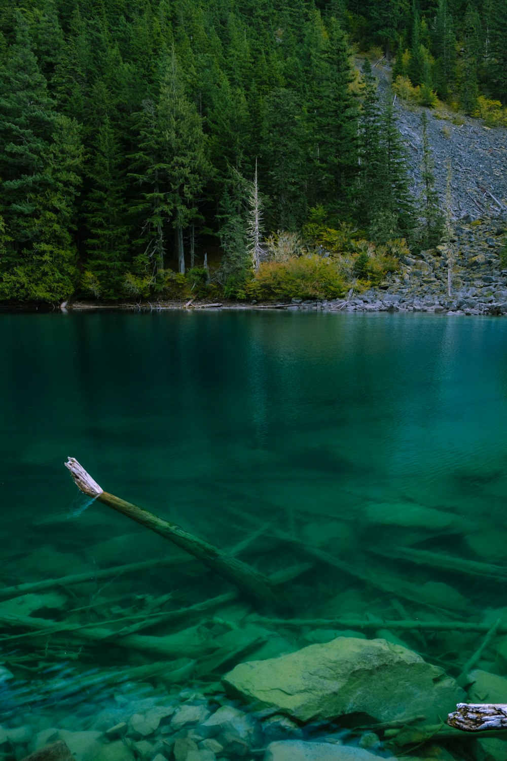 Un cuerpo de agua rodeado de árboles y rocas