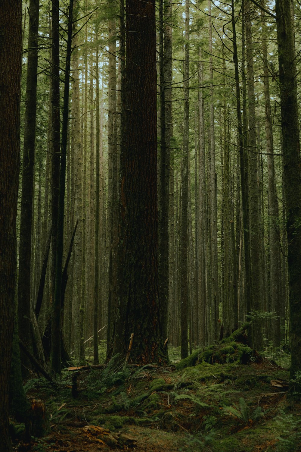 a forest filled with lots of tall trees