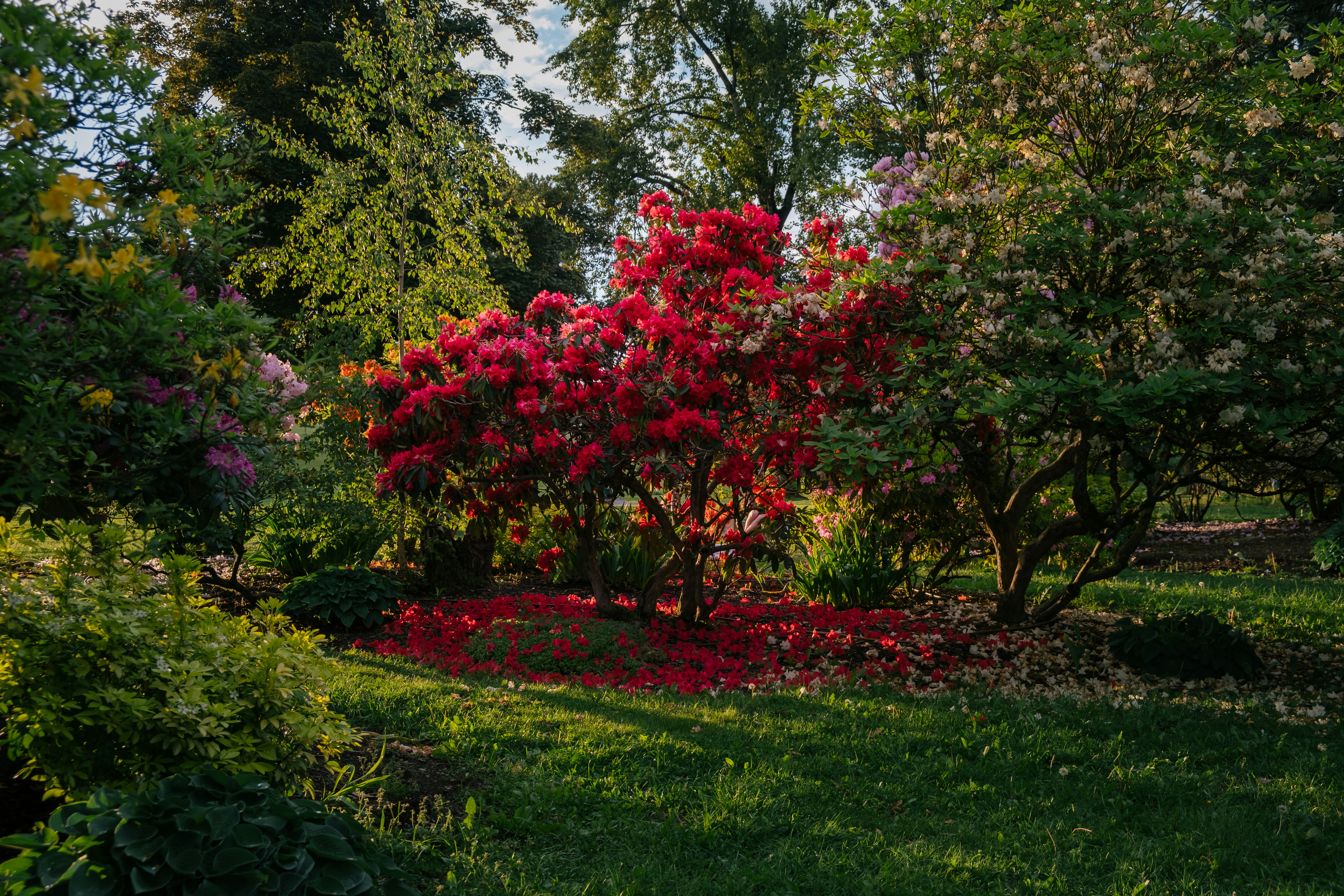 a red flowering tree in a lush green park