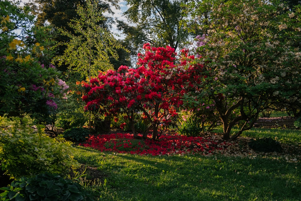 a red flowering tree in a lush green park