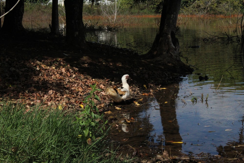 a duck is swimming in a pond surrounded by trees