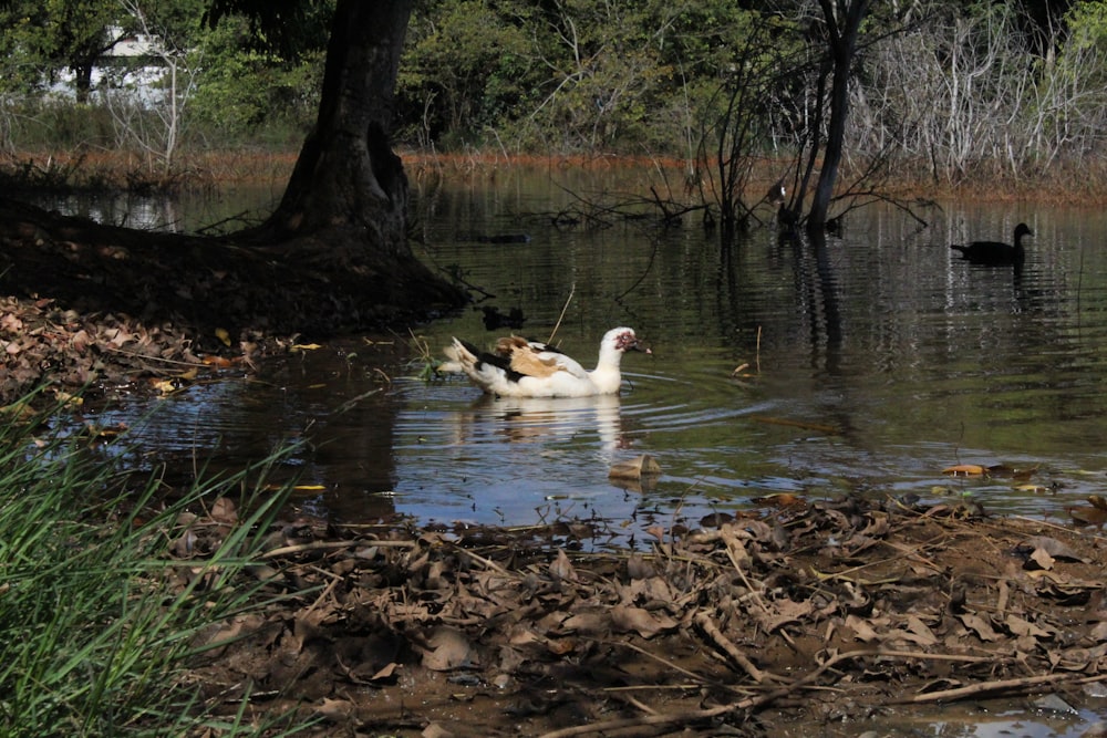 a couple of ducks swimming in a pond