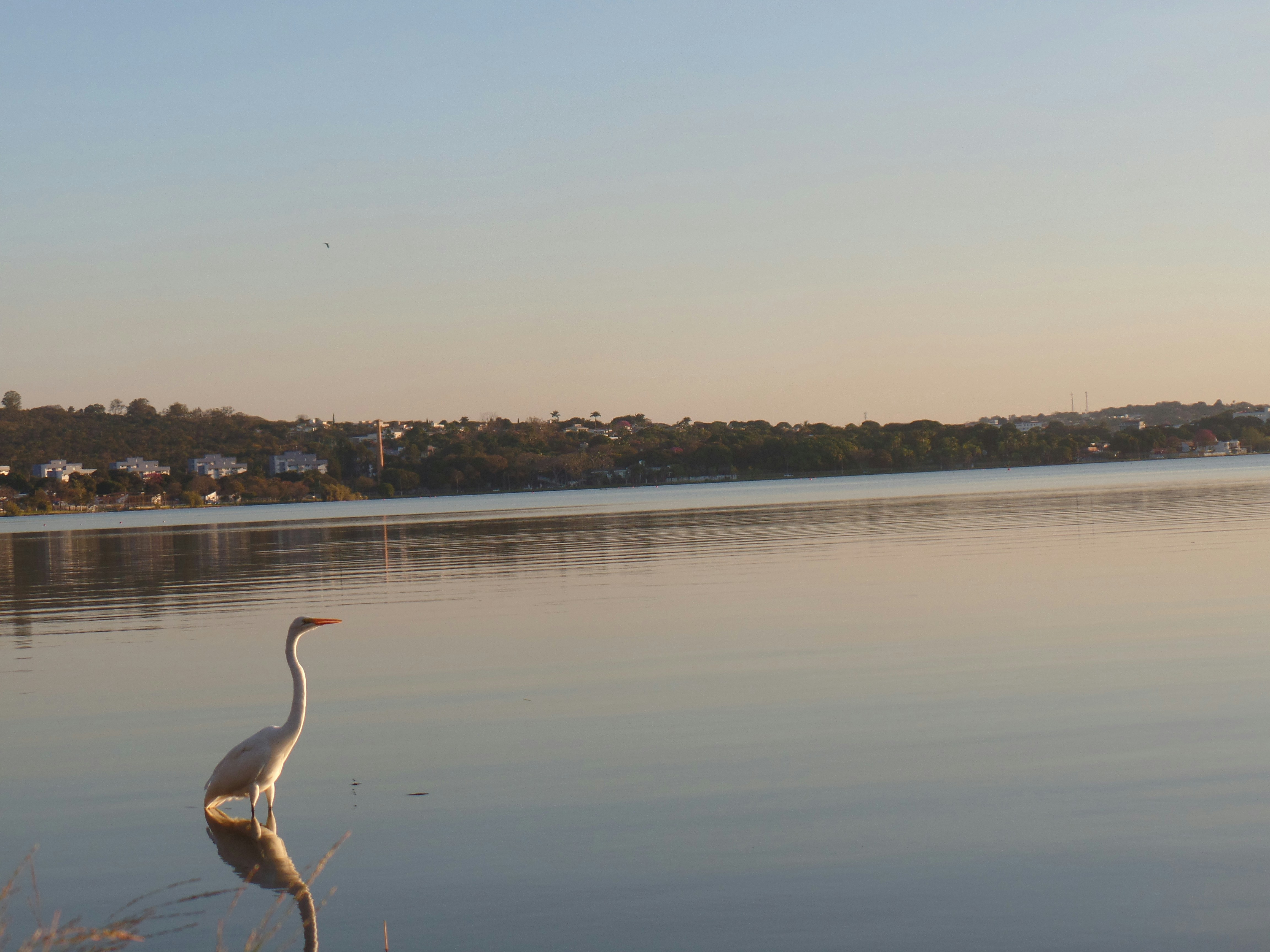 a bird is standing in the water near the shore