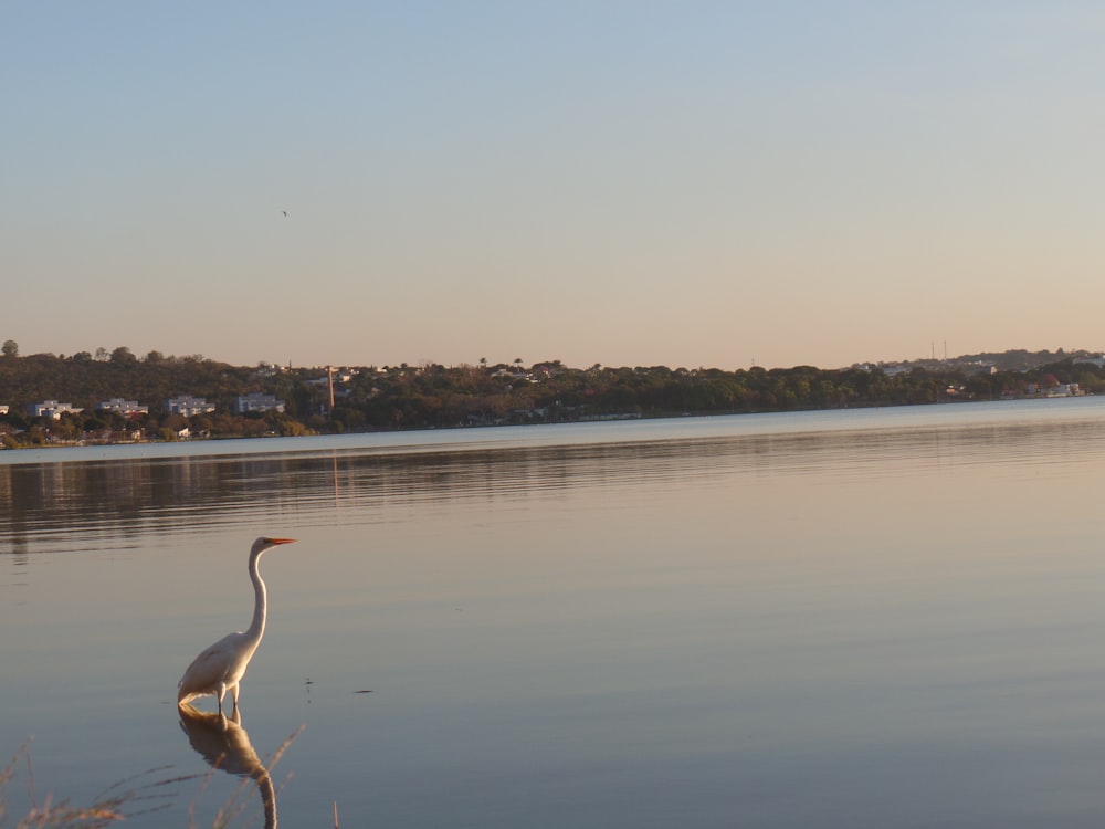 a bird is standing in the water near the shore