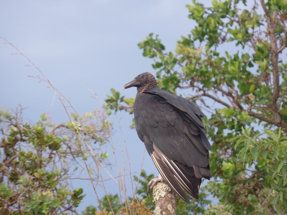 a large black bird perched on top of a tree branch