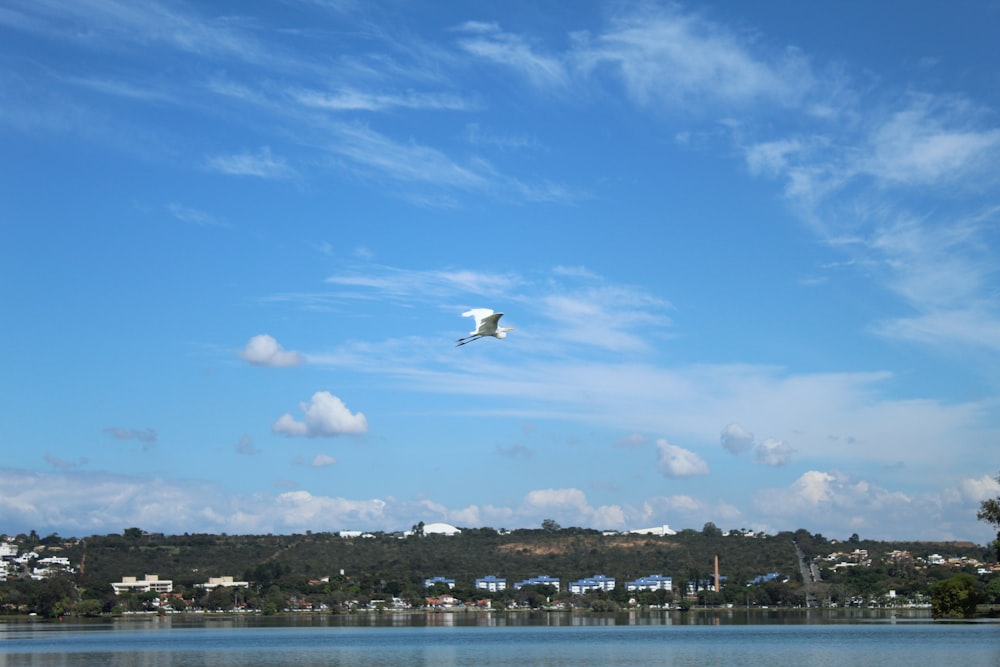 a bird flying over a body of water