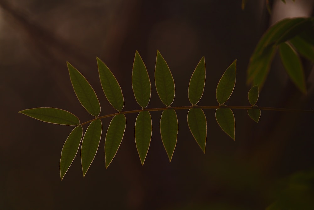 a close up of a green leaf on a branch