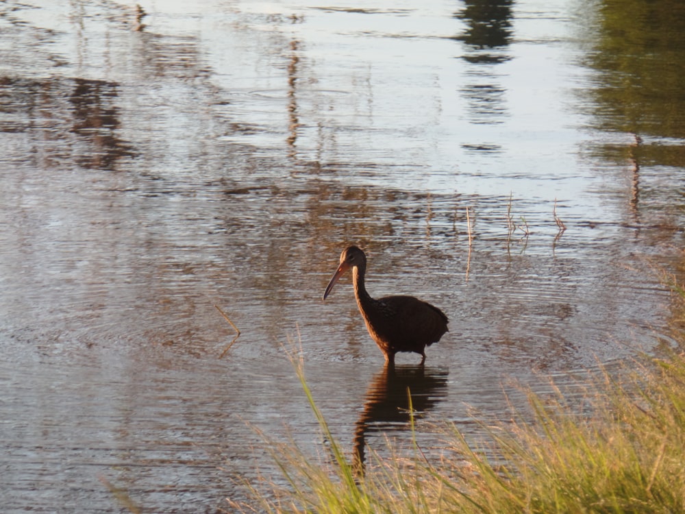 a bird is standing in the shallow water