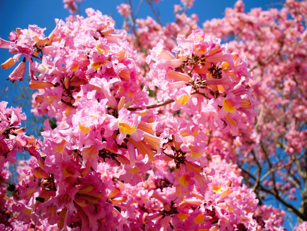 pink flowers are blooming on a tree