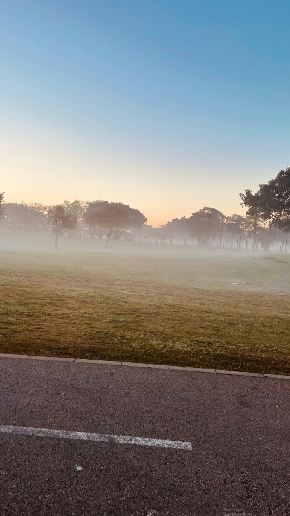 a foggy field with trees in the distance