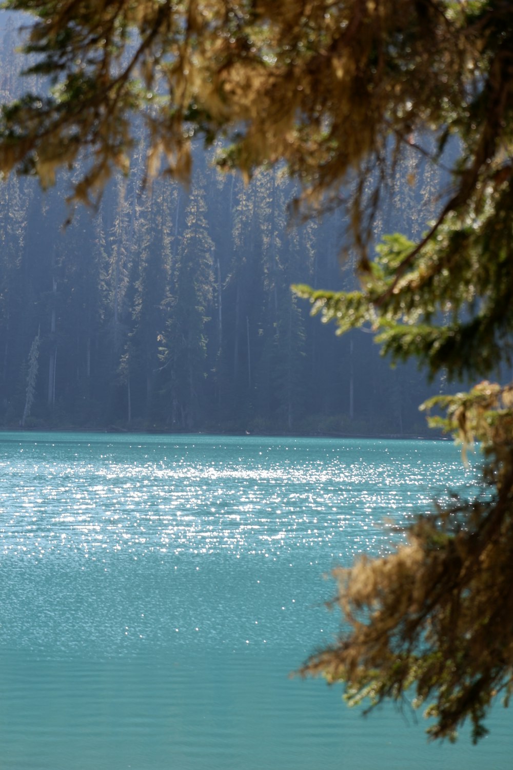 a boat floating on top of a lake next to a forest