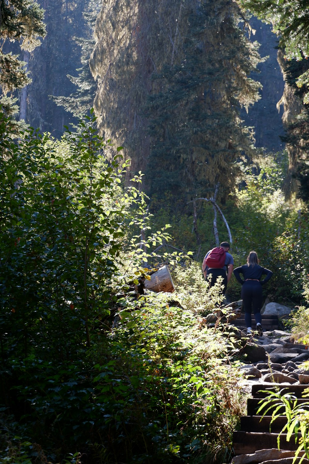 a group of people walking up a set of stairs in the woods