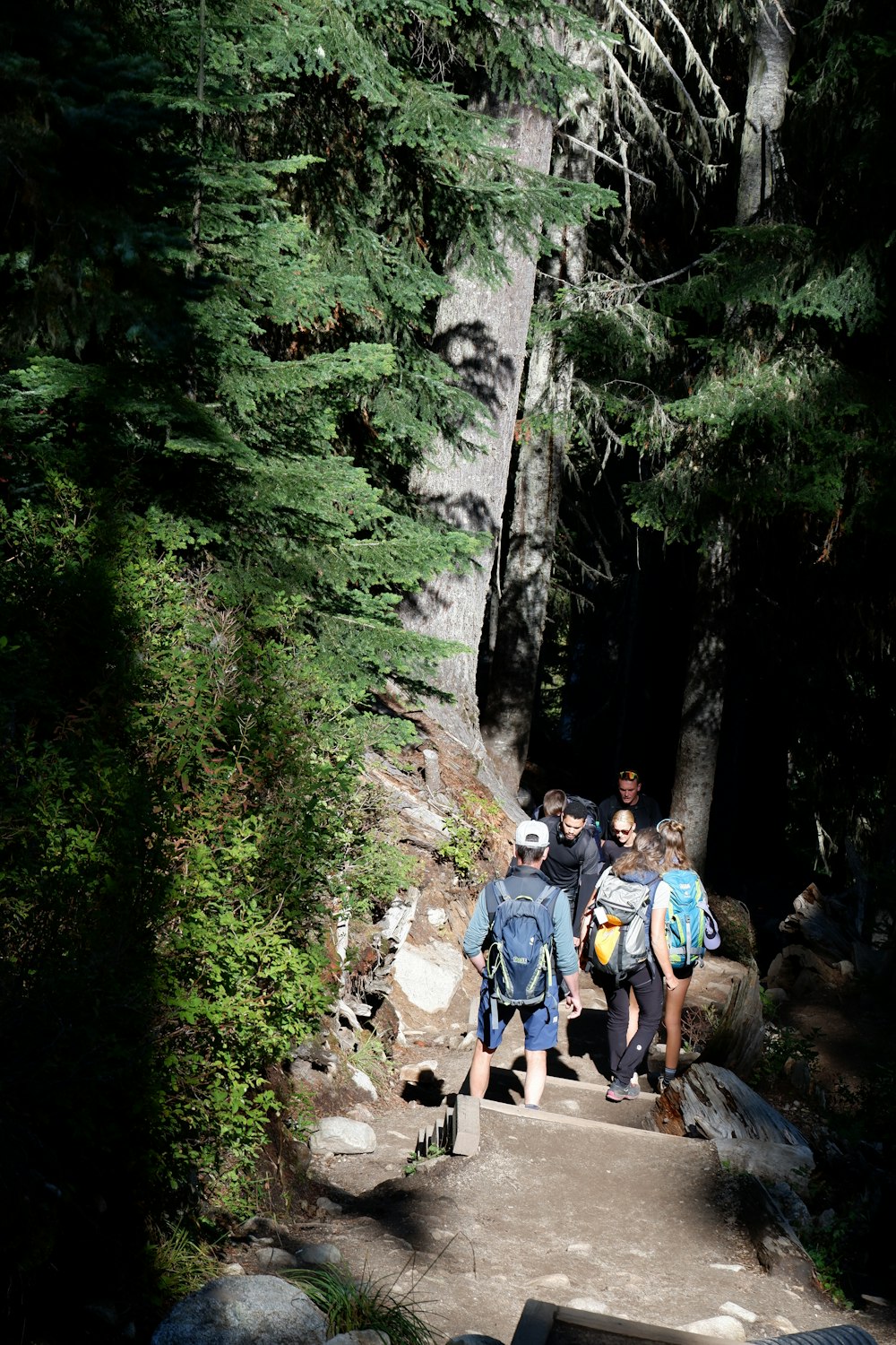 a group of people walking up a path in the woods