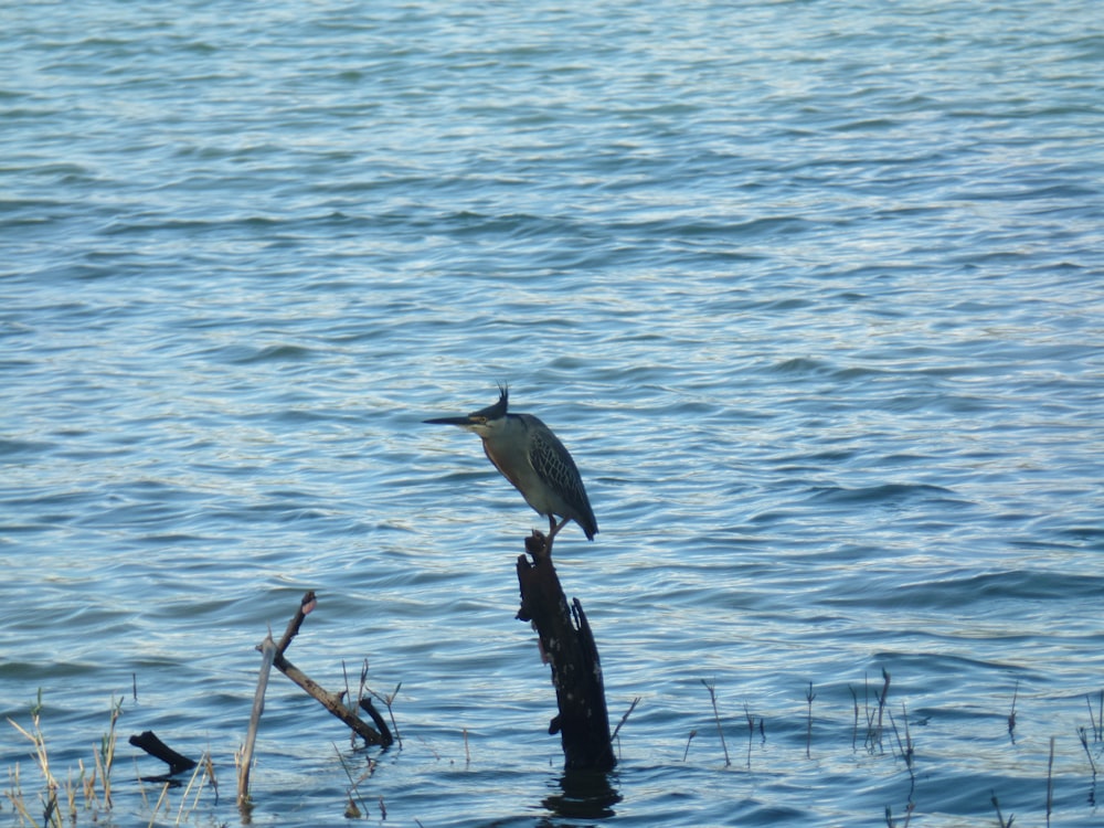 a bird sitting on a tree stump in the water