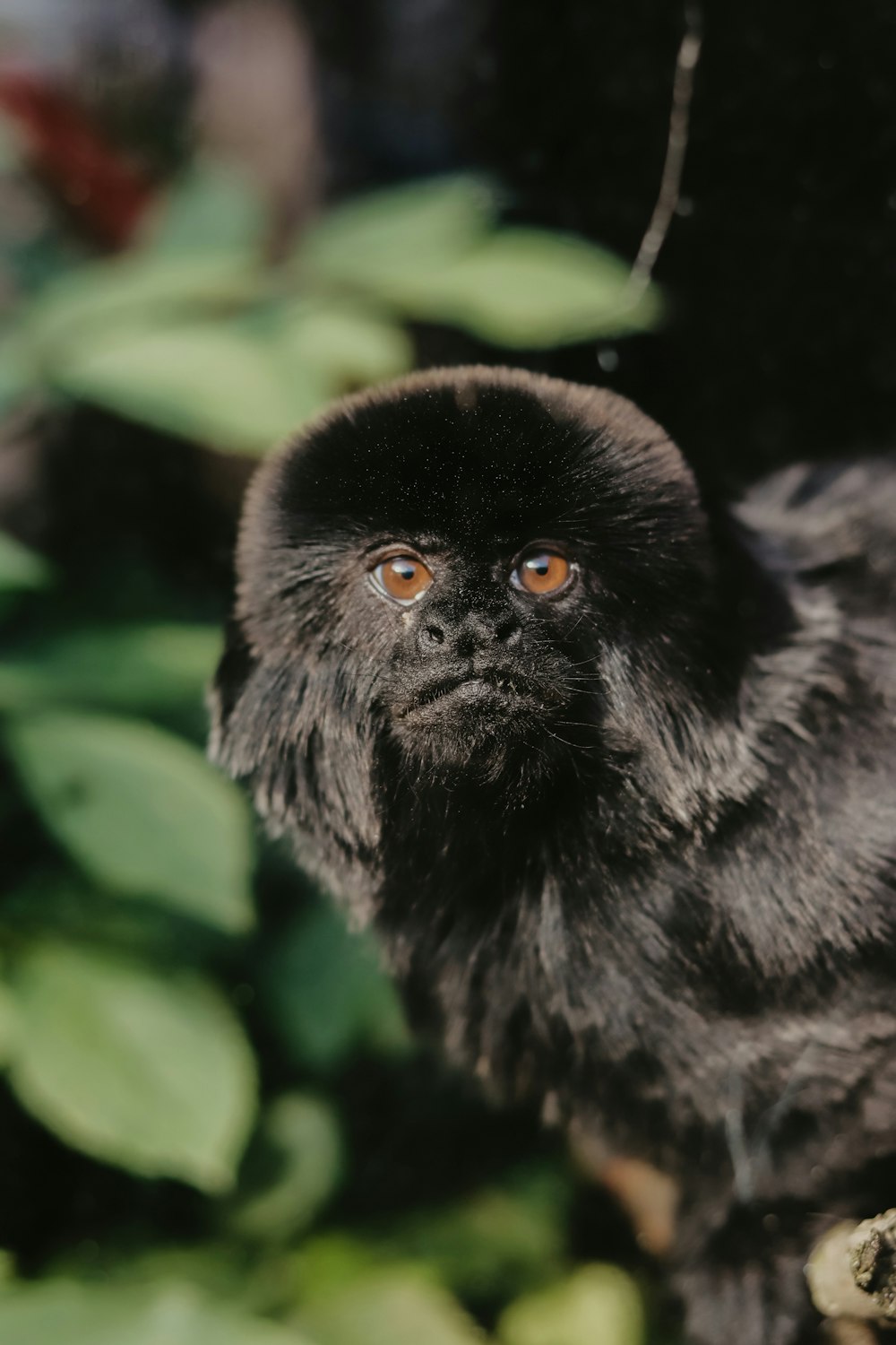 un pequeño mono negro sentado en la parte superior de la rama de un árbol
