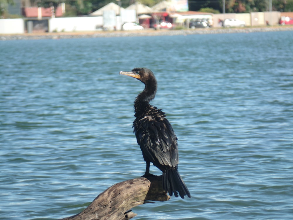 a bird sitting on a log in the water