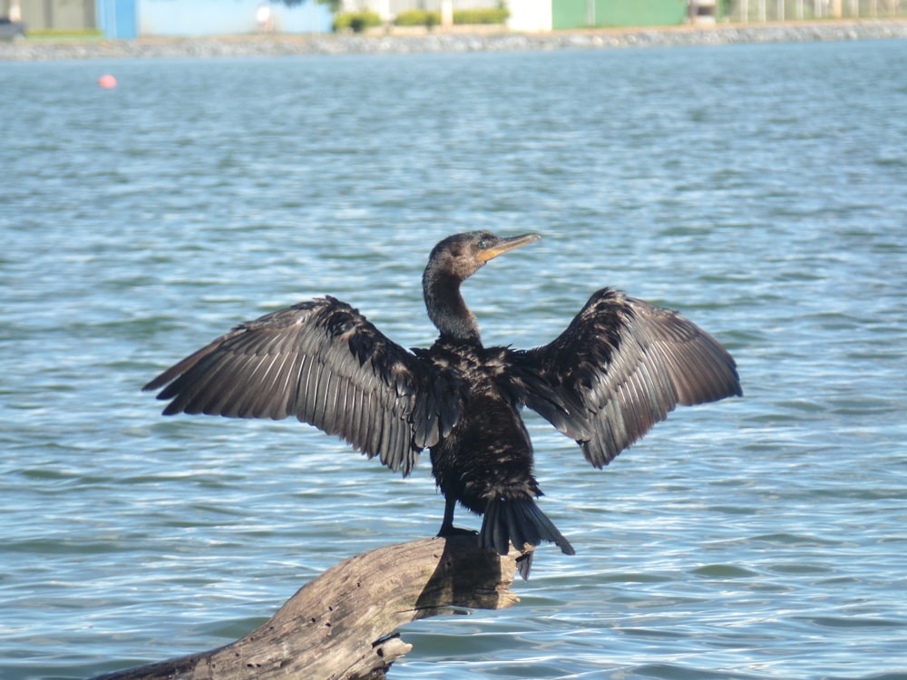 a large bird sitting on top of a log in the water