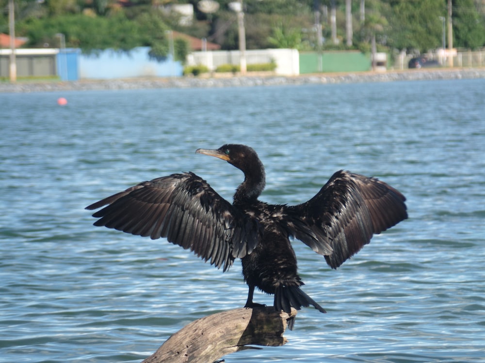 un uccello con le ali spiegate seduto su un tronco nell'acqua