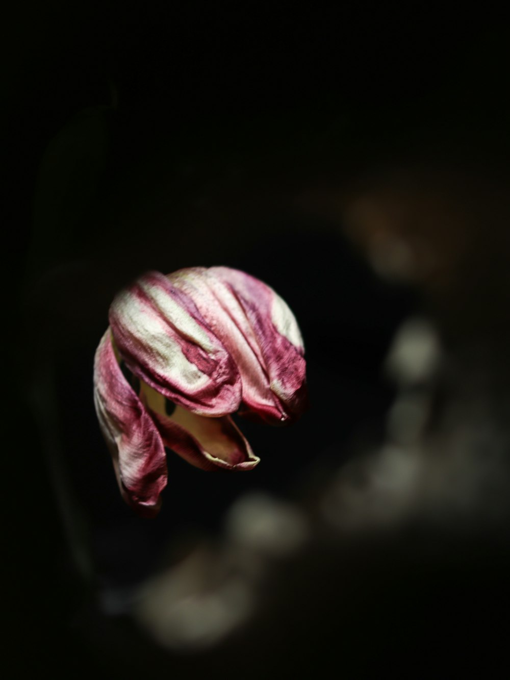 a pink flower with a black background