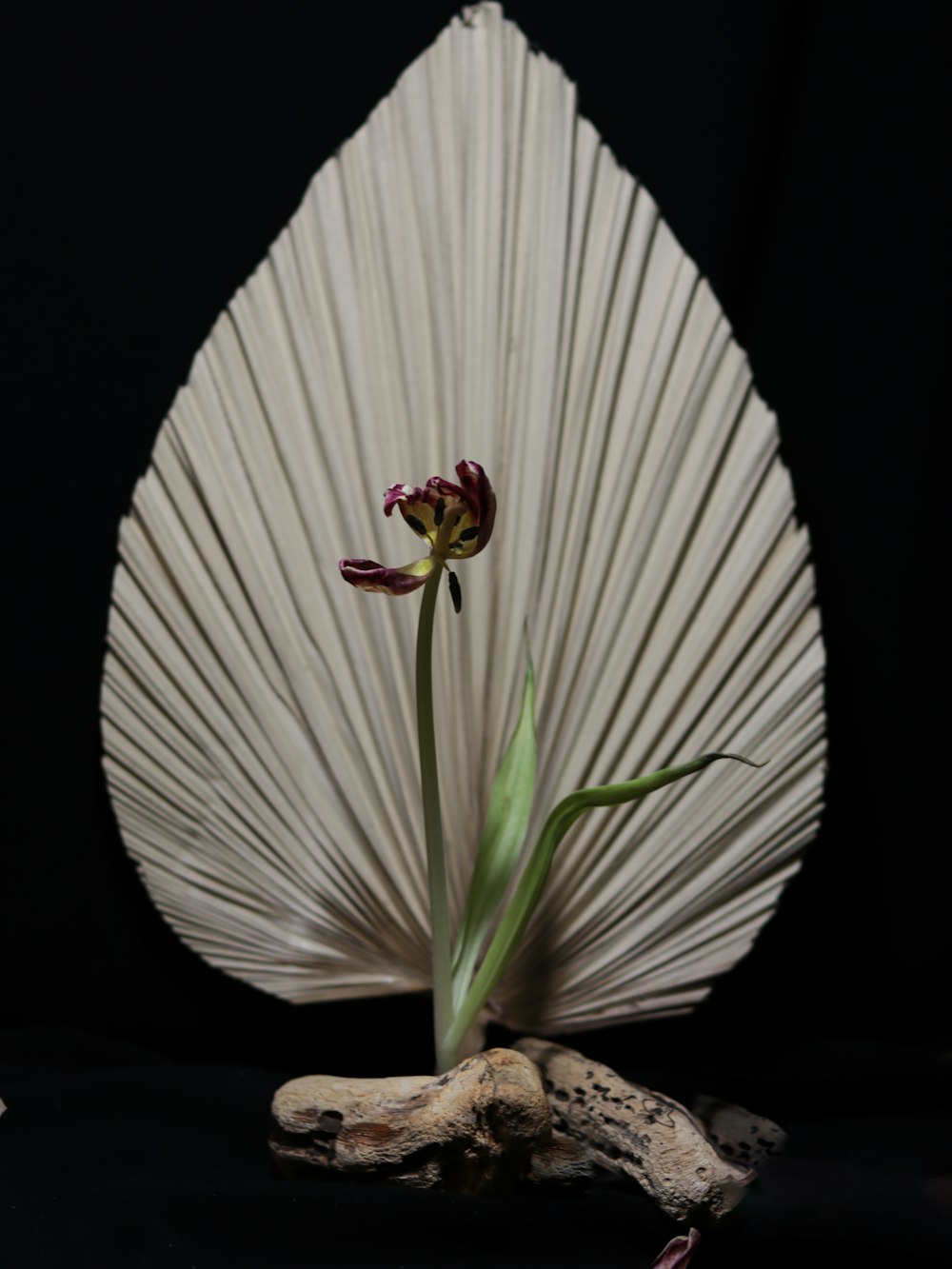 a white flower sitting on top of a piece of wood