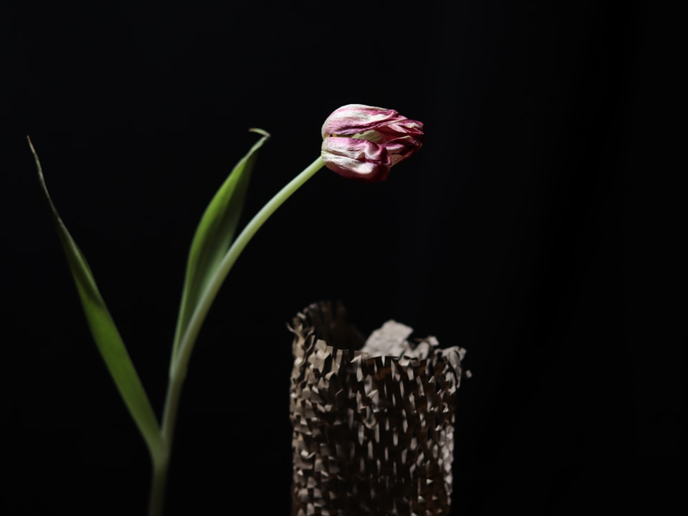 a single pink tulip sitting in a vase