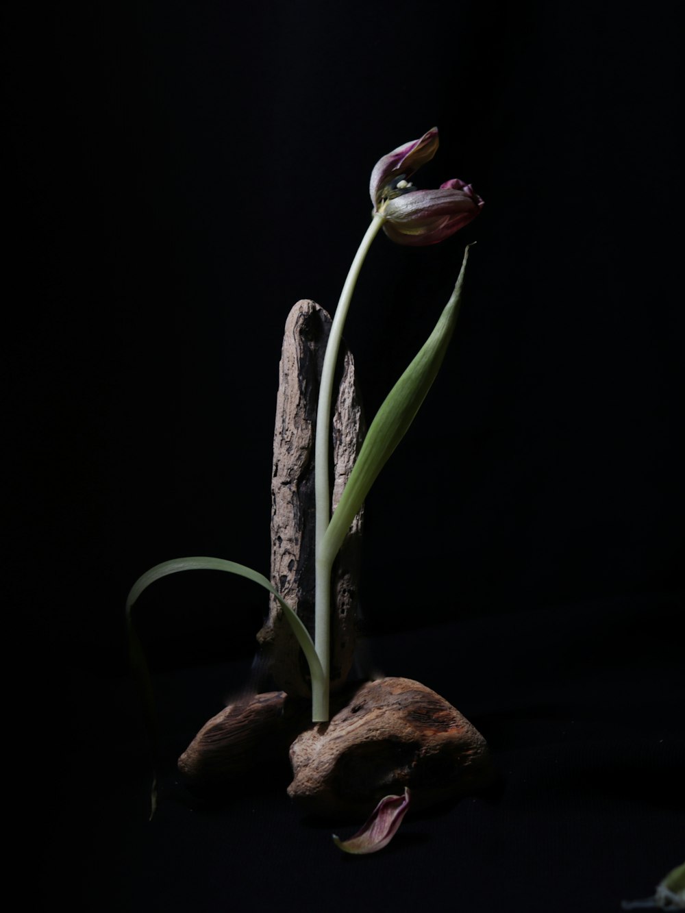 a flower that is growing out of some rocks