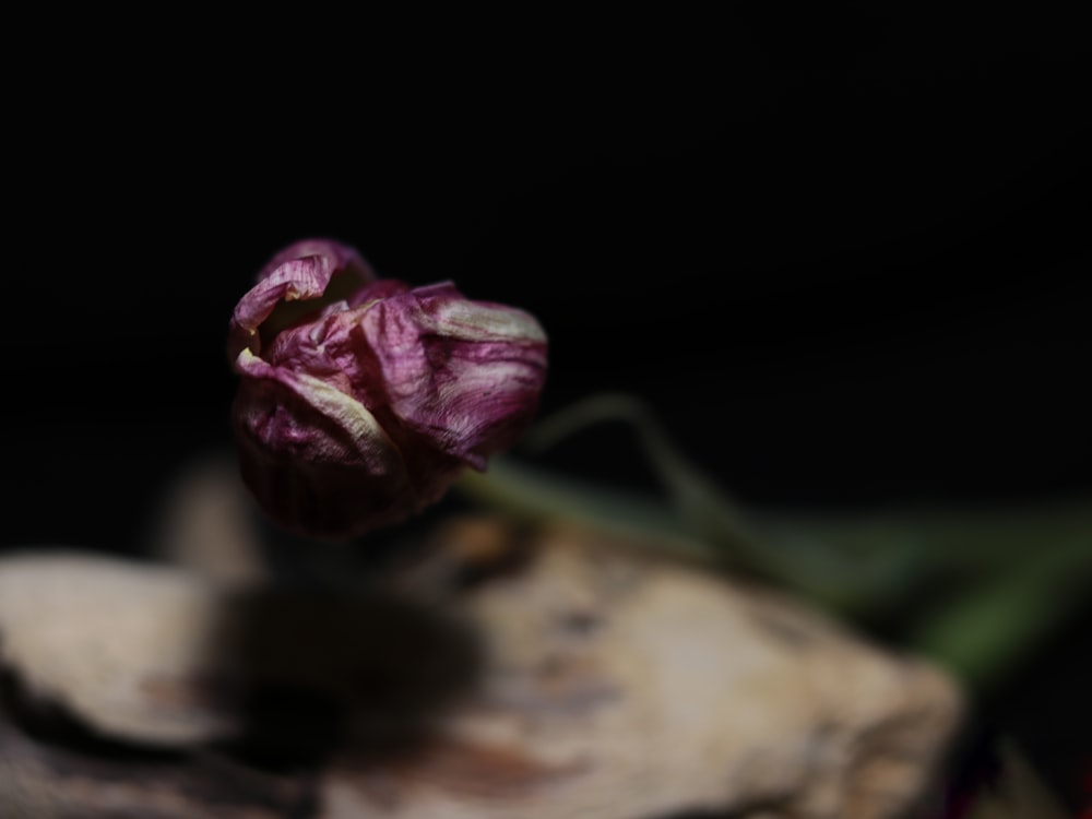 a flower that is sitting on a piece of wood