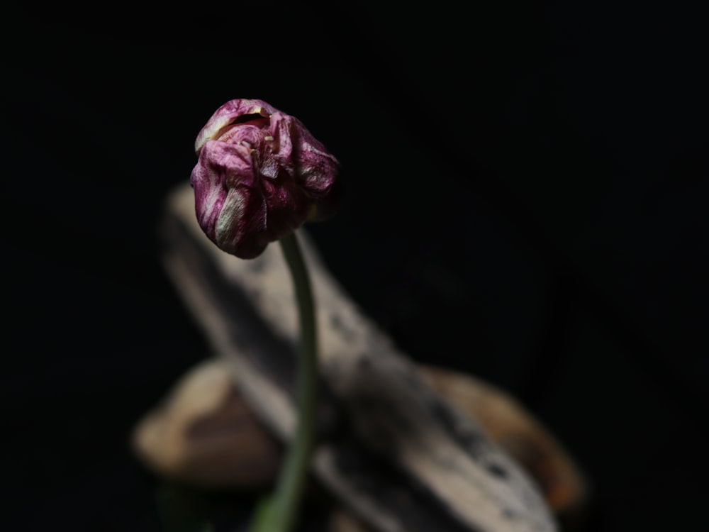 a single pink flower sitting on top of a piece of wood