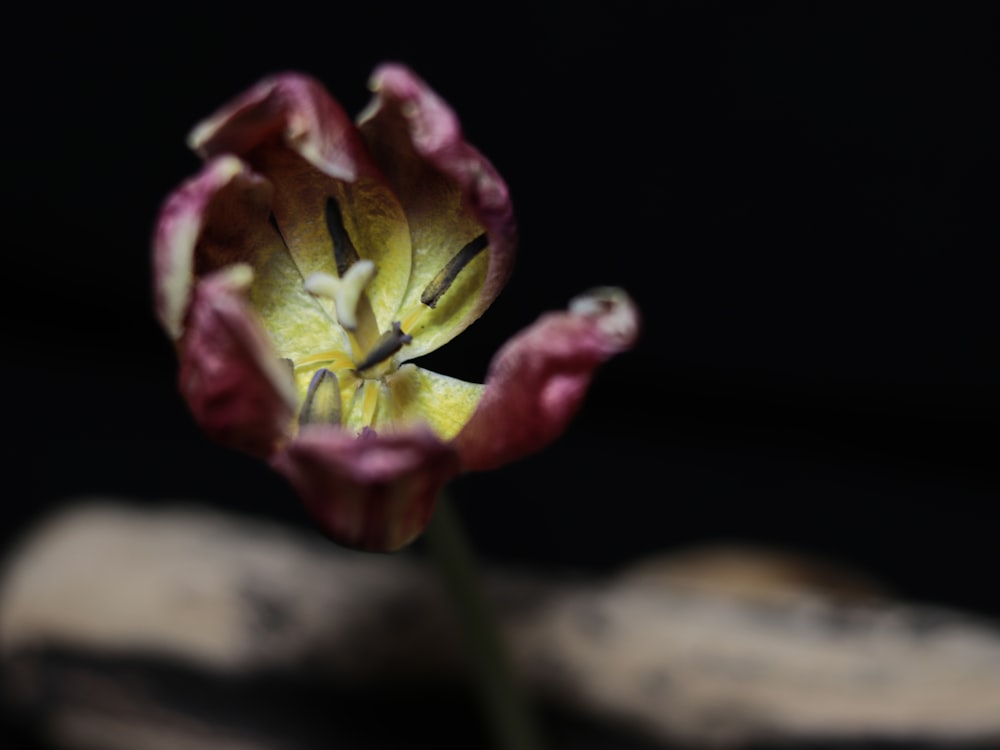 a close up of a flower on a black background