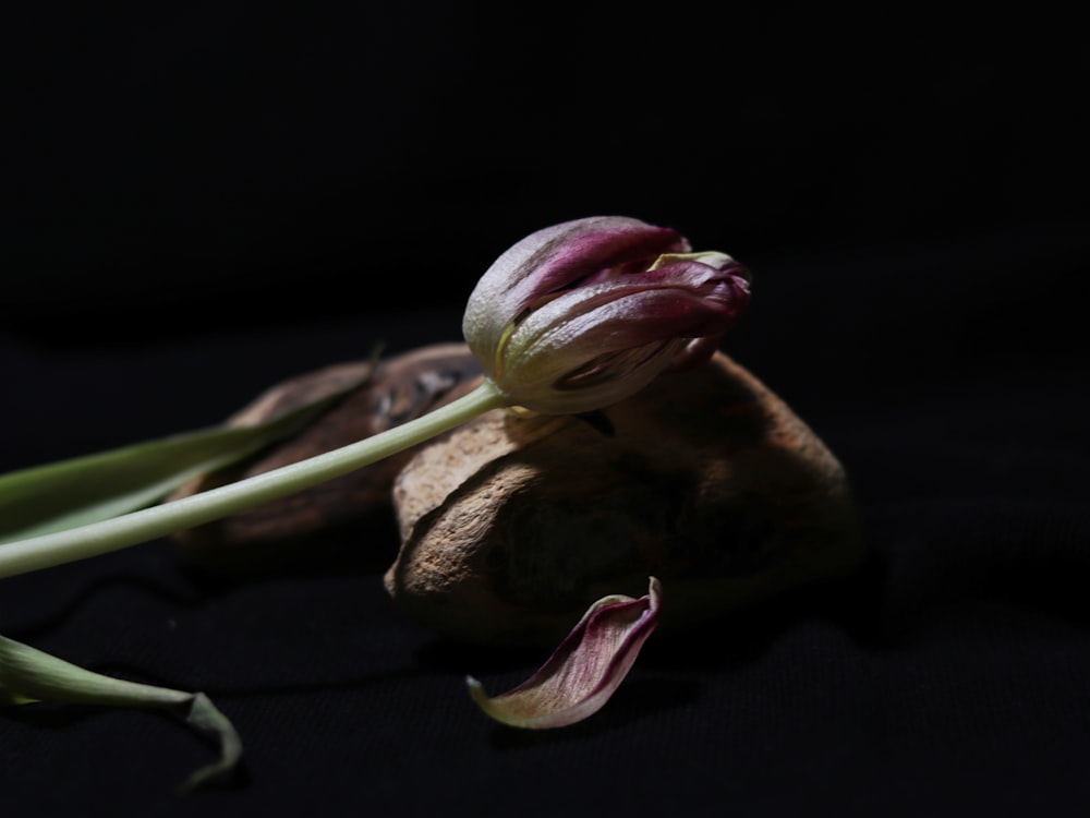 a flower budding from a bud on a black background
