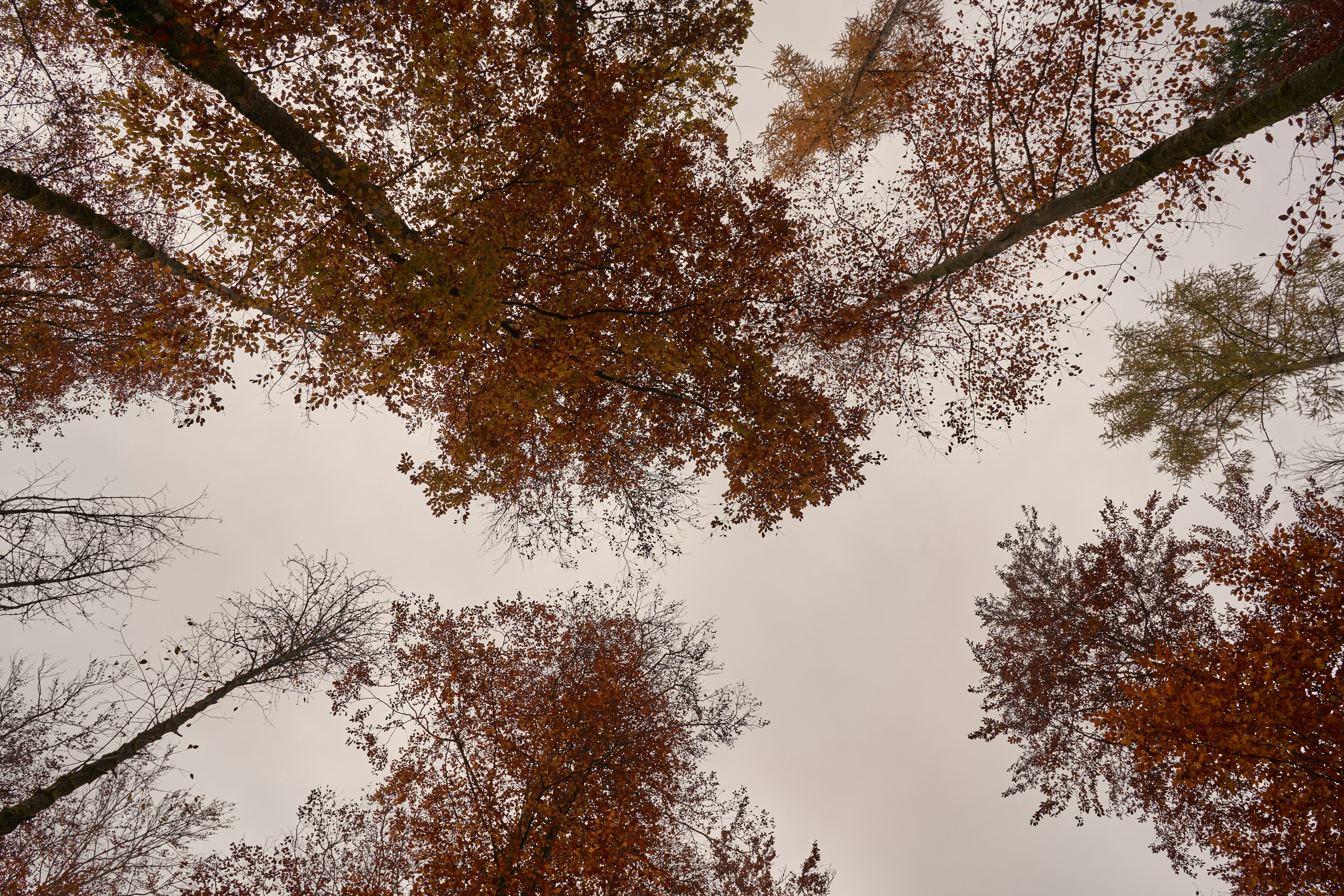 Photo by wolfgang_hasselmann