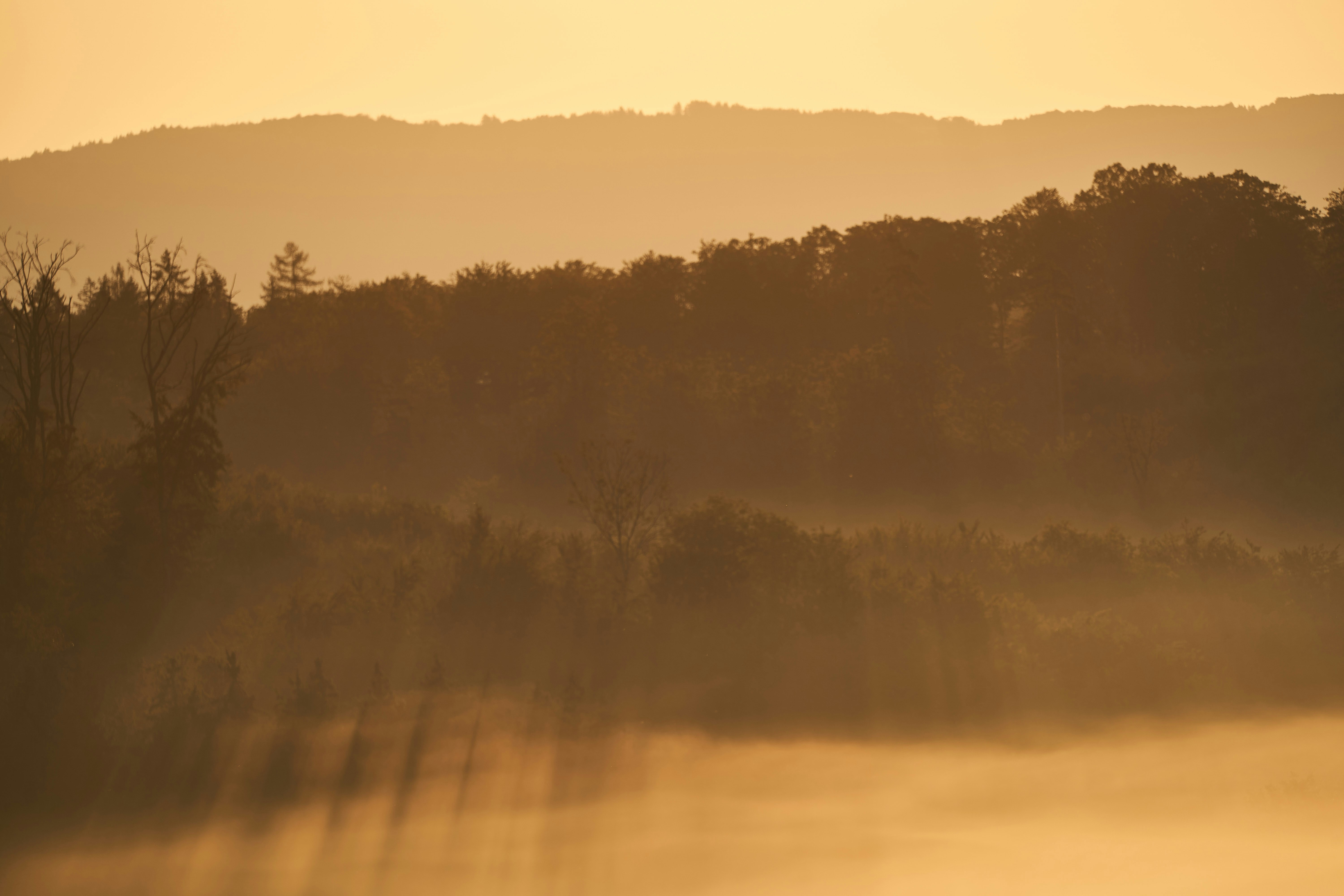 Photo by wolfgang_hasselmann