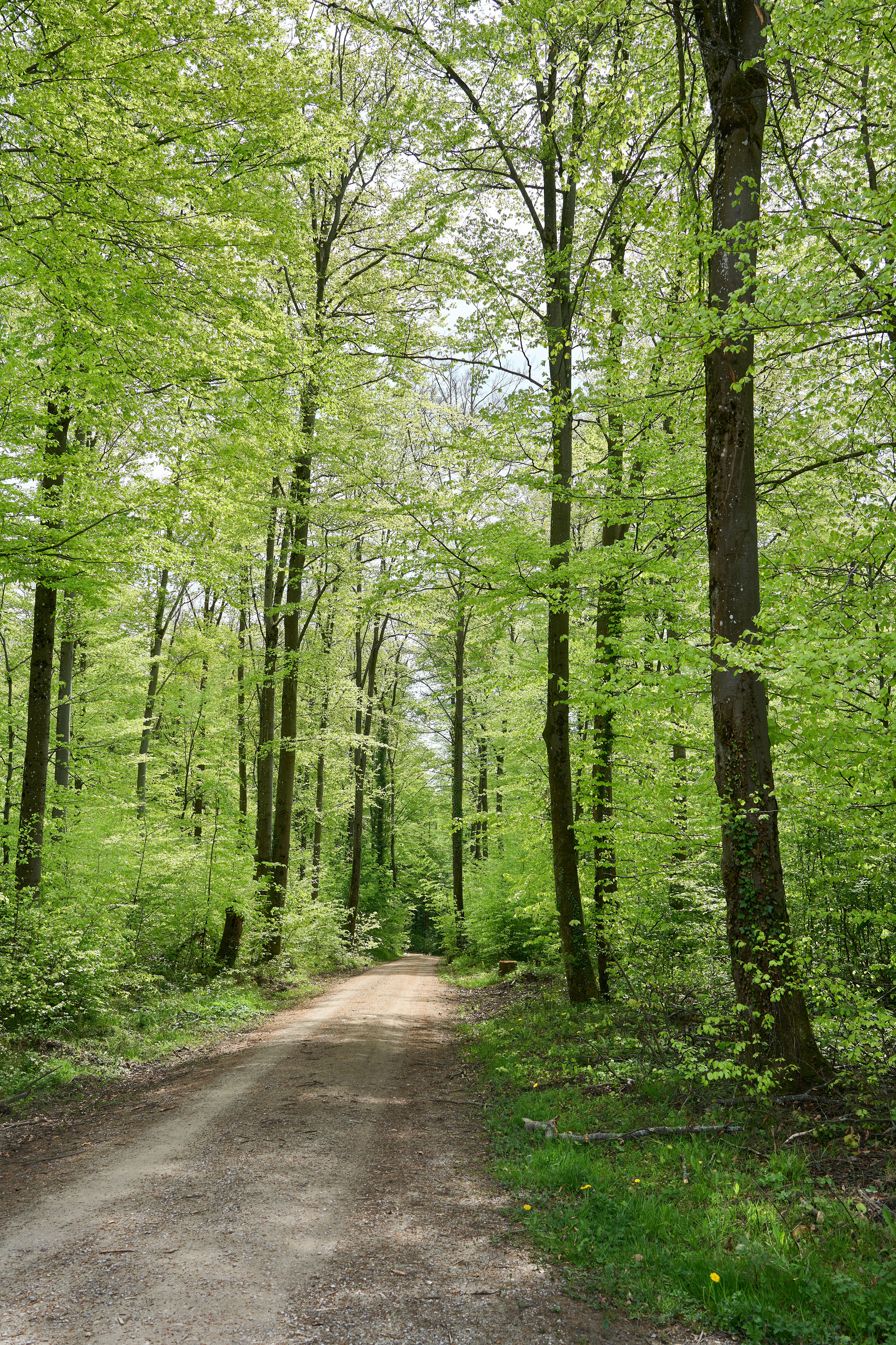 Photo by wolfgang_hasselmann