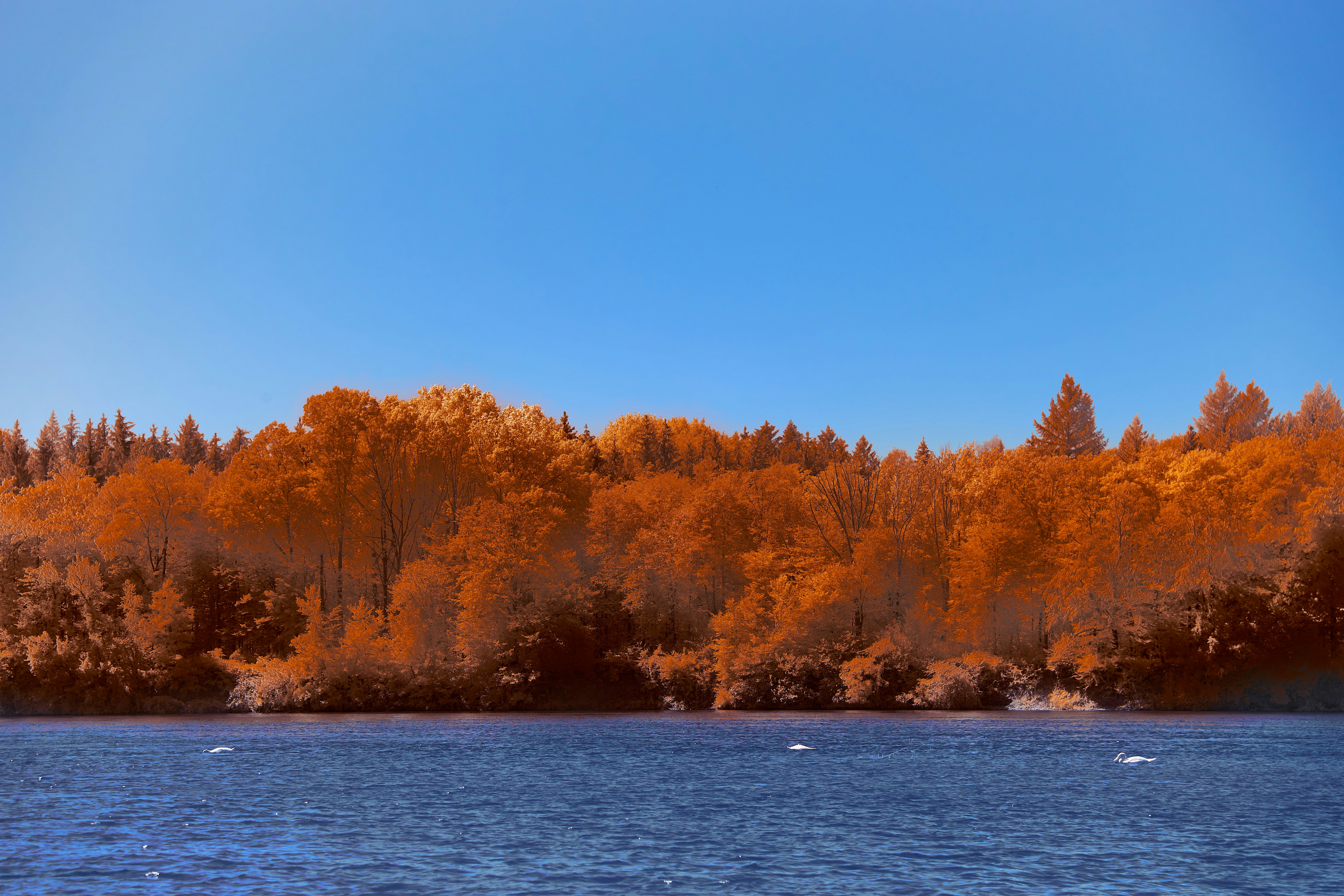 Photo by wolfgang_hasselmann