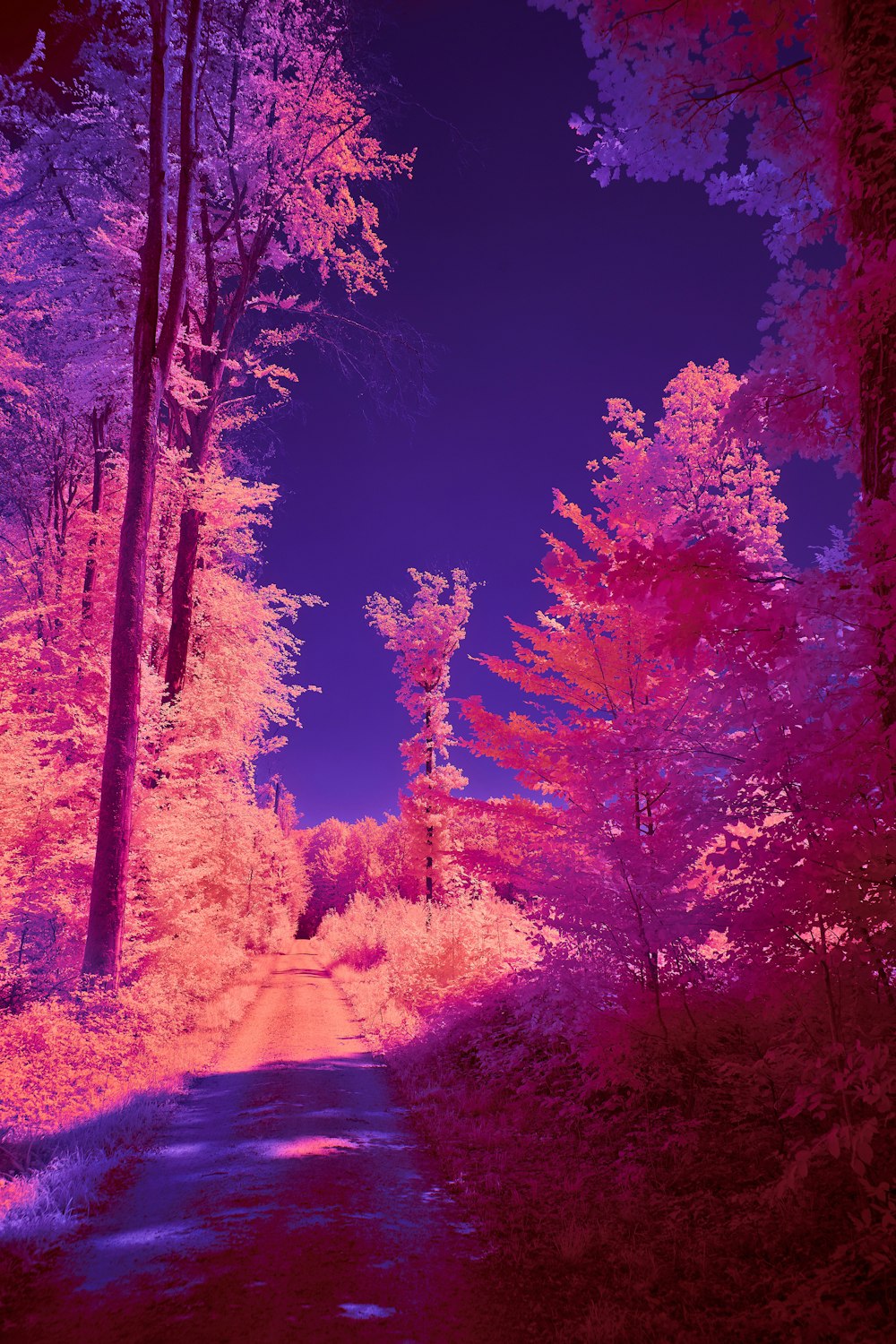 Imagem infravermelha de um caminho na floresta