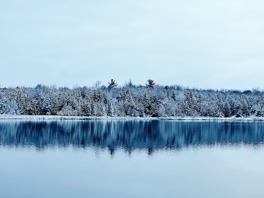 a large body of water surrounded by snow covered trees