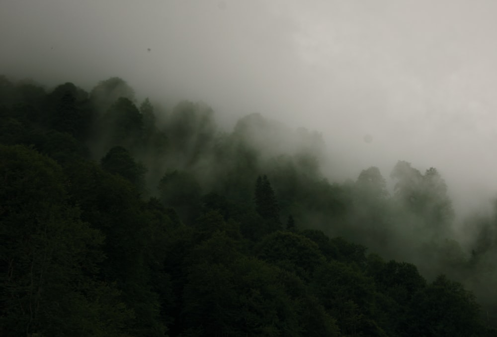 a mountain covered in fog and trees