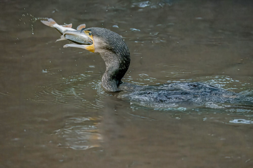 a bird with a fish in it's mouth in the water