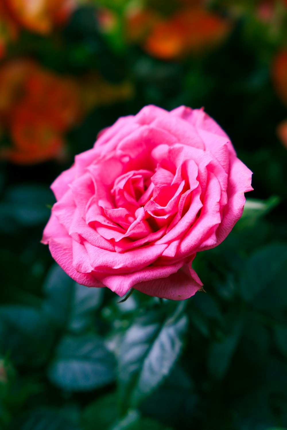 a pink rose is blooming in a garden