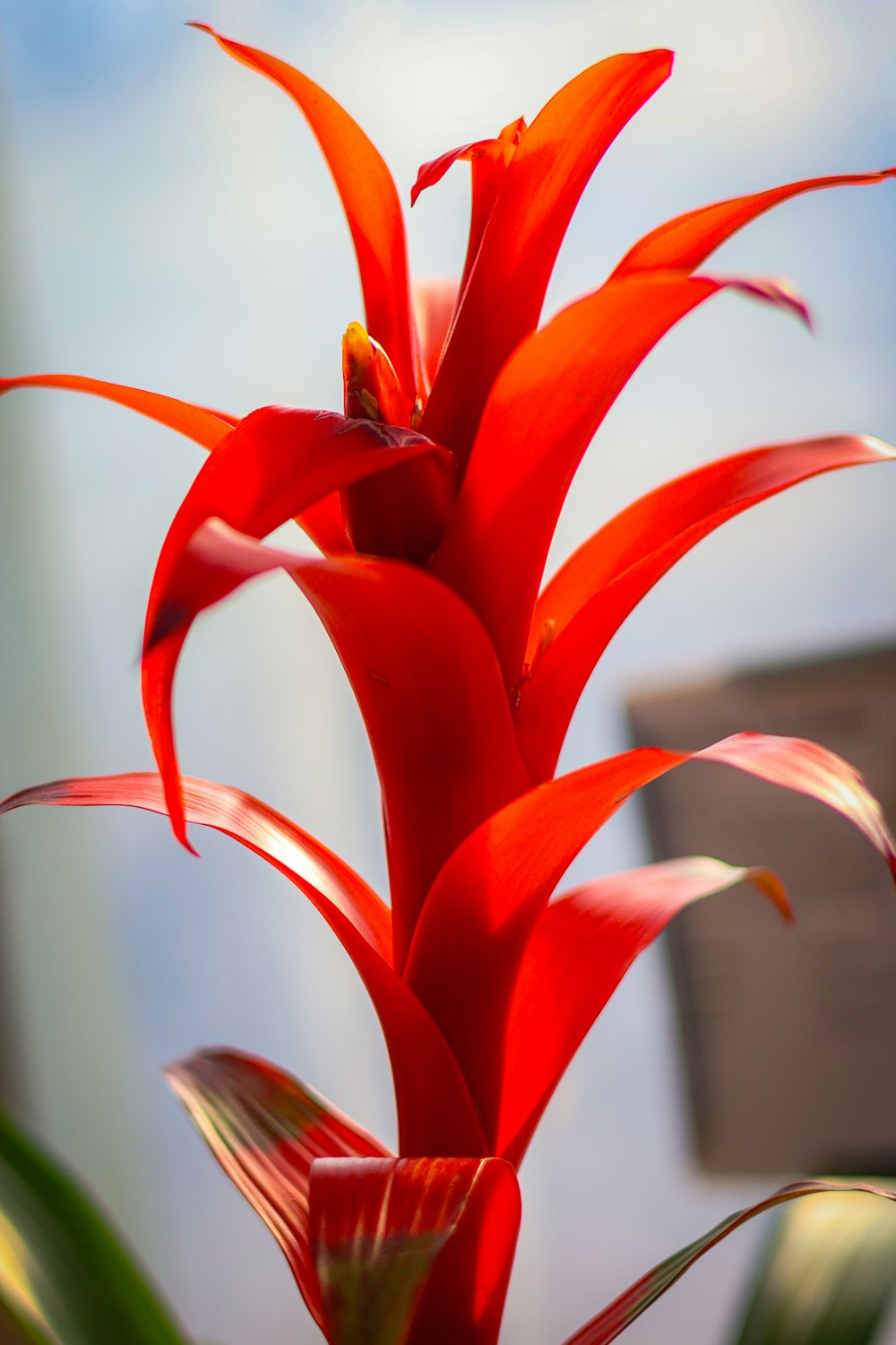 a close up of a red flower with a blue sky in the background