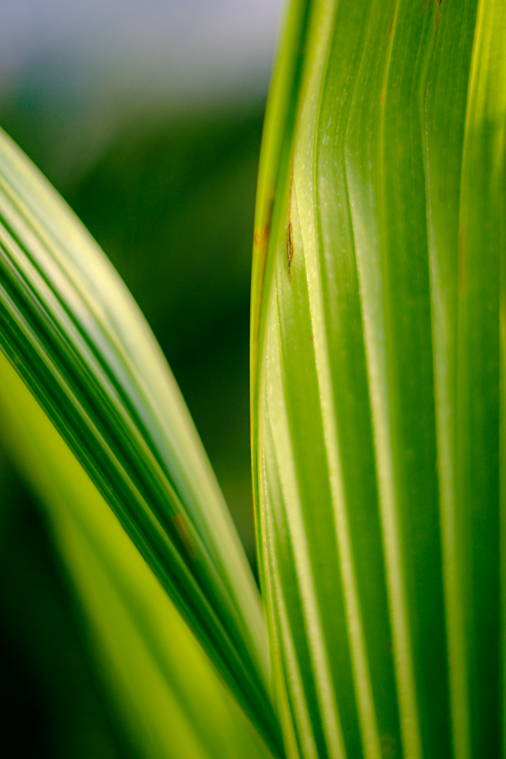 a close up of a green leaf with a blue sky in the background