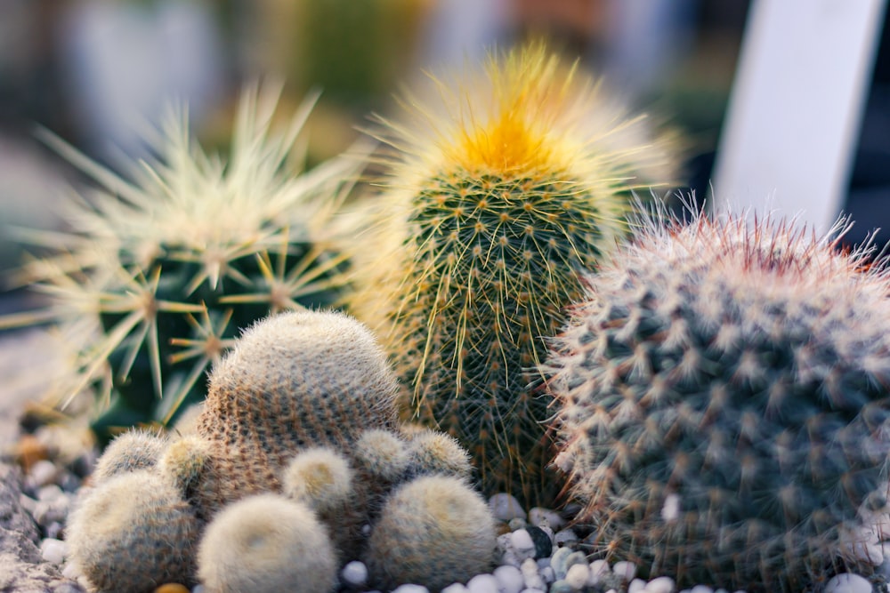 a group of cactus plants sitting on top of a gravel covered ground