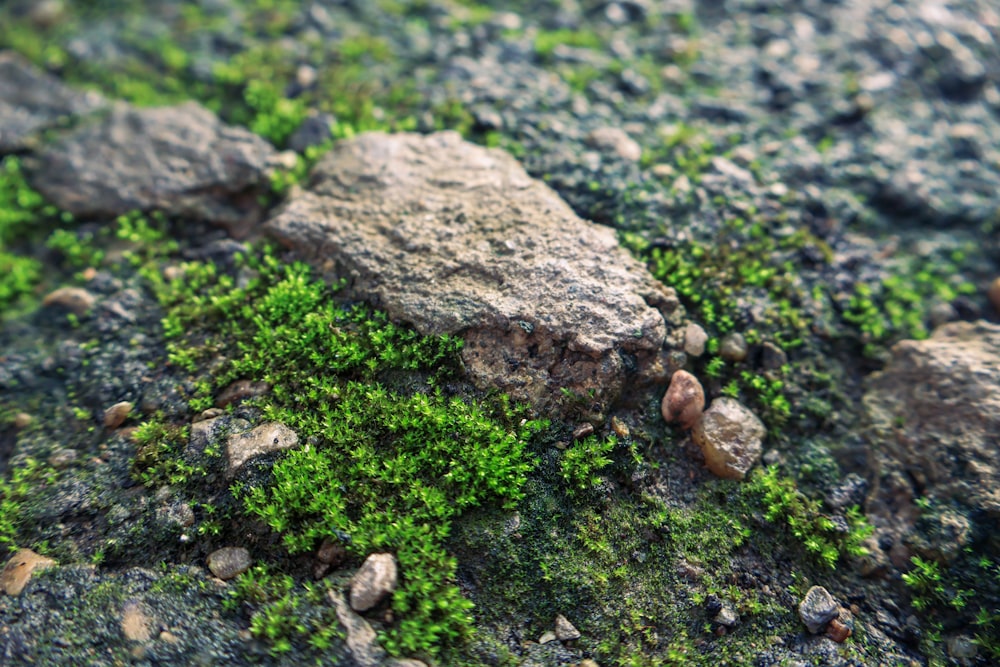 a close up of moss growing on a rock
