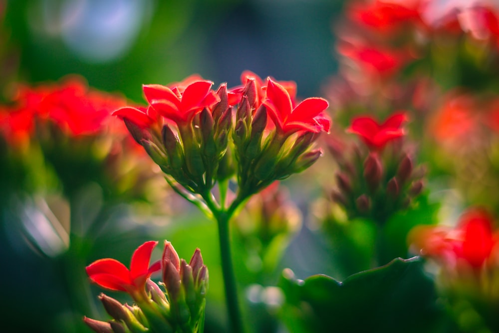 ein Strauß roter Blumen, die im Gras liegen