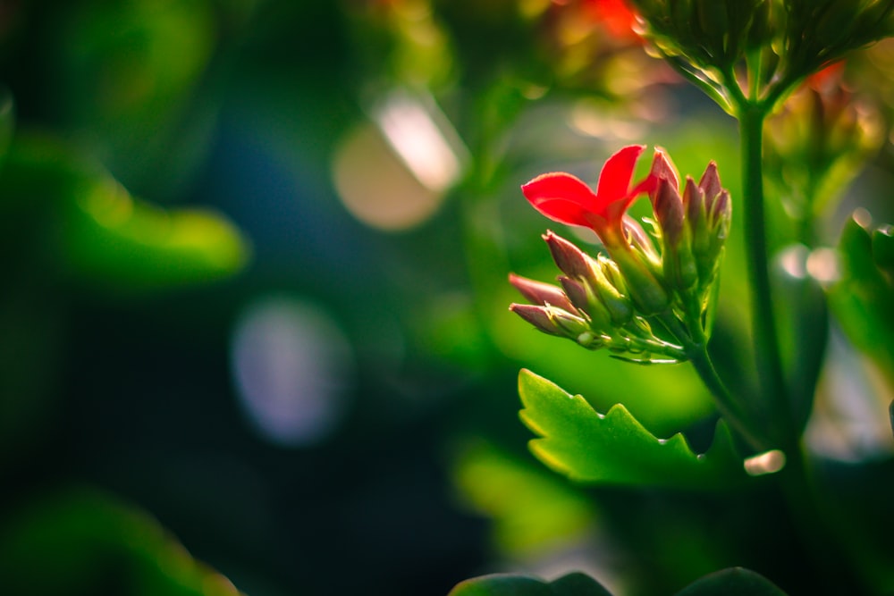 a close up of a red flower with green leaves