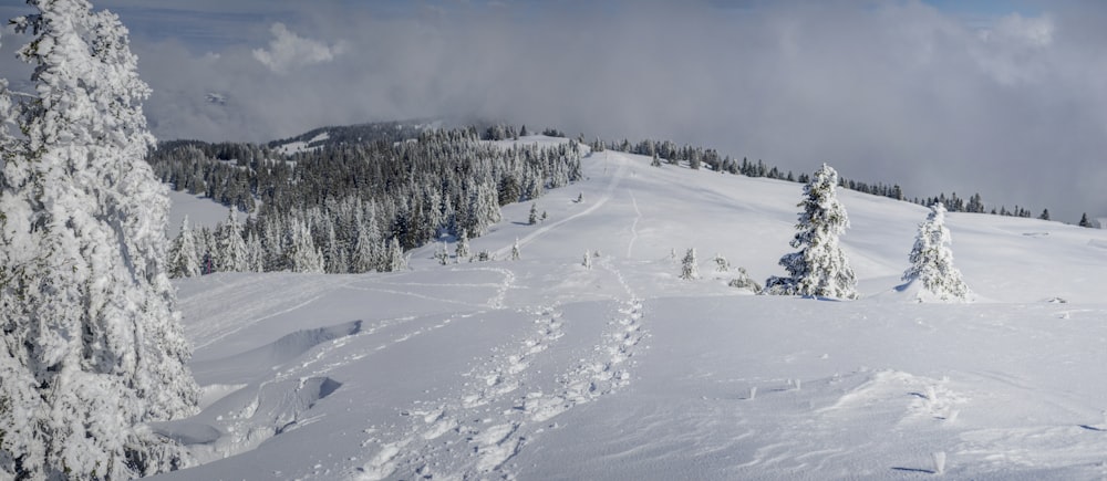 una pista da sci innevata con alberi e nuvole sullo sfondo