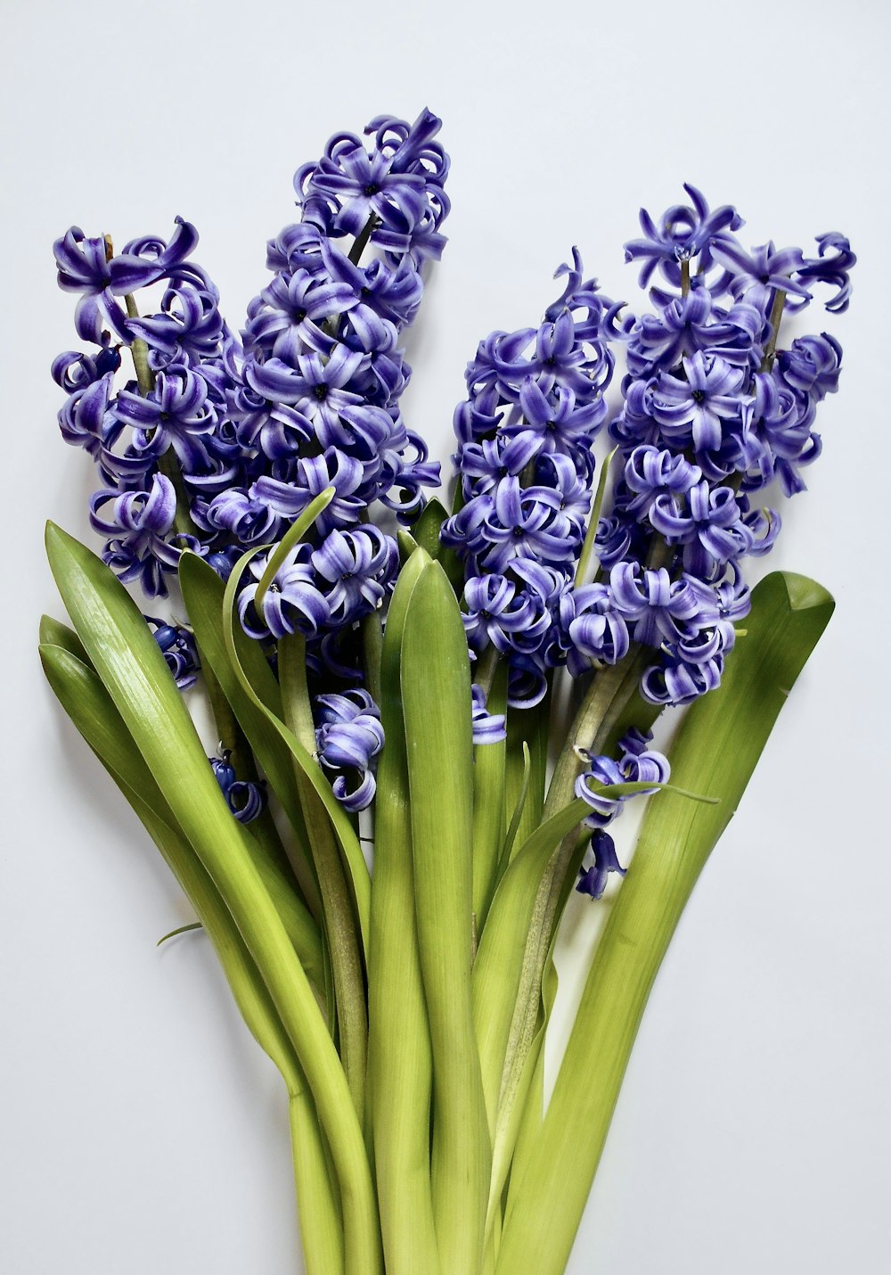 a bunch of purple flowers sitting on top of a table