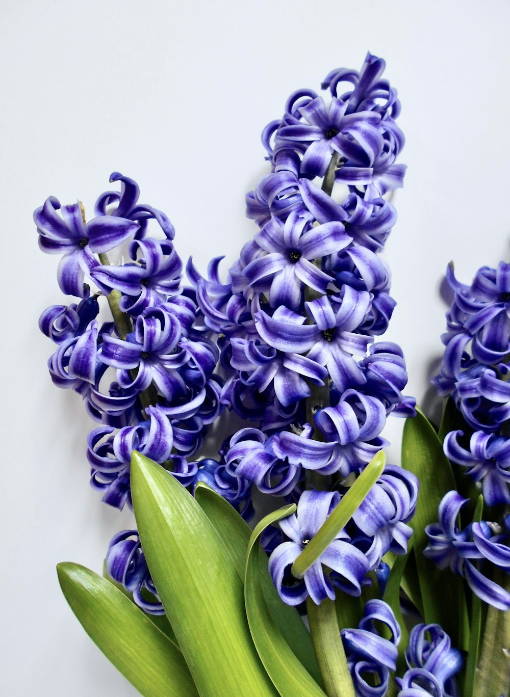 a bunch of purple flowers sitting on top of a table